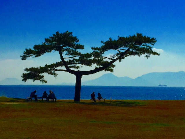 瀬戸内国際芸術祭　直島　海岸の木